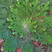 Selaginella lepidophylla - Photo (c) Robby Deans, μερικά δικαιώματα διατηρούνται (CC BY-NC), uploaded by Robby Deans