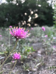 Gomphrena pulchella