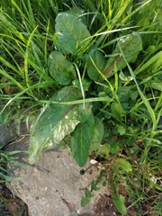 Rumex obtusifolius