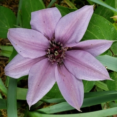 Clematis patens