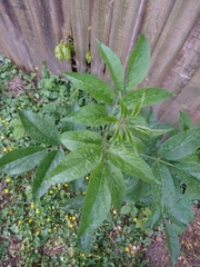 Sambucus nigra