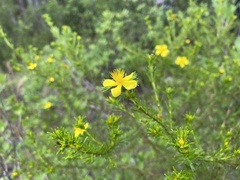Hypericum chapmanii