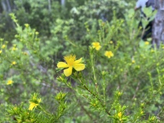 Hypericum chapmanii