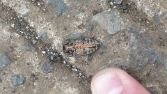 Chrysobothris acutipennis