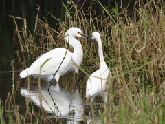Egretta thula