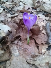 Crocus heuffelianus