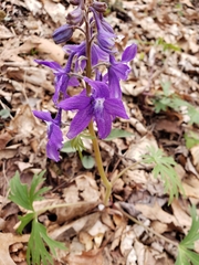 Delphinium tricorne