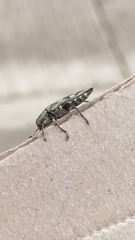 Chrysobothris acutipennis