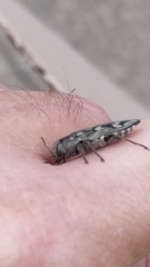 Chrysobothris acutipennis