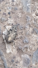 Chrysobothris acutipennis