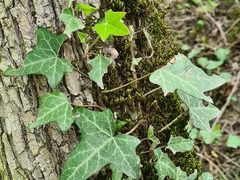 Hedera caucasigena