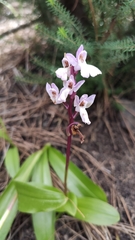 Orchis canariensis