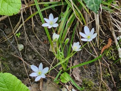 Ornithogalum gussonei