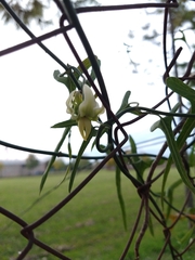 Araujia angustifolia