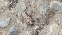 Chrysobothris acutipennis