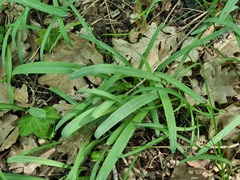 Galanthus alpinus
