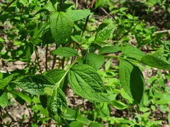 Philadelphus caucasicus