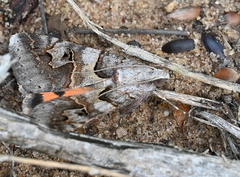 Drasteria ingeniculata