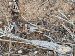 Drasteria ingeniculata