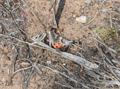Drasteria ingeniculata