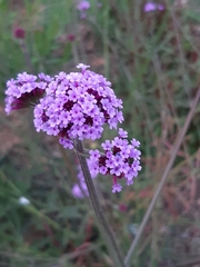 Verbena bonariensis