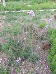 Verbena bonariensis
