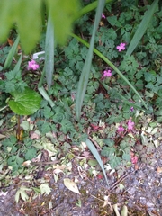 Geranium robertianum