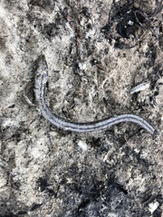 Ophisaurus attenuatus