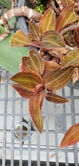 Ludisia discolor
