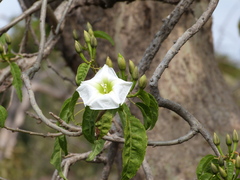 Ipomoea intrapilosa