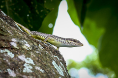 Emoia nigromarginata