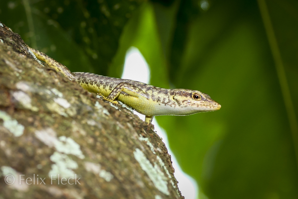 Black-Bordered Emo Skink