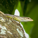 Black-bordered Emo Skink - Photo (c) Felix Fleck, some rights reserved (CC BY-NC), uploaded by Felix Fleck