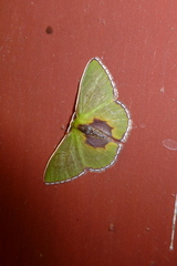 Synchlora astraeoides