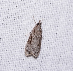 Scoparia ochrophara