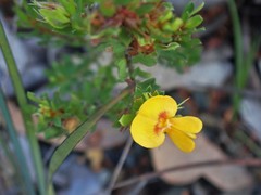 Pultenaea rostrata