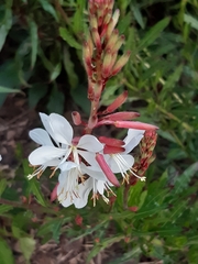 Oenothera lindheimeri