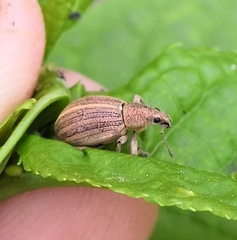 Sciaphobus squalidus