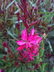 Oenothera lindheimeri