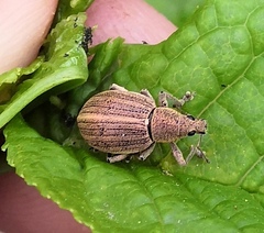 Sciaphobus squalidus