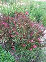 Oenothera lindheimeri