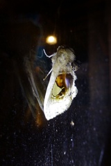 Arrhenophanes perspicilla