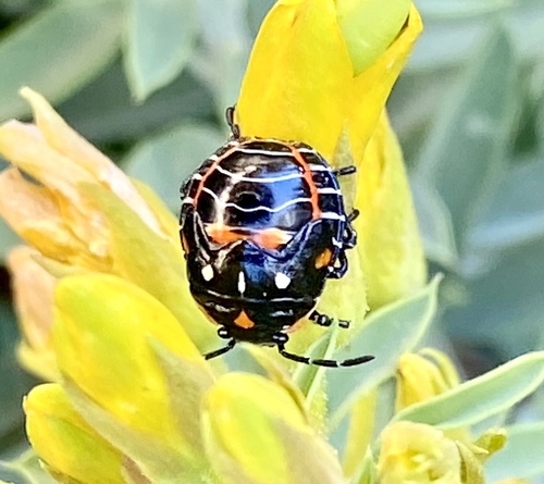 iNaturalist observation photo of Harlequin Bug