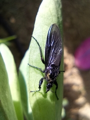 Dilophus febrilis
