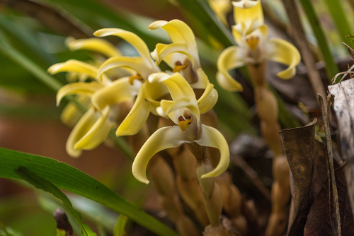 Maxillaria batemanii