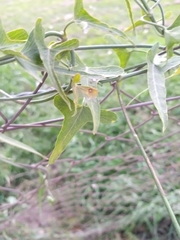 Araujia angustifolia