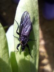Dilophus febrilis