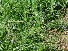Verbena runyonii