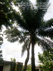 Arecaceae