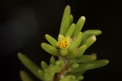 Portulaca halimoides